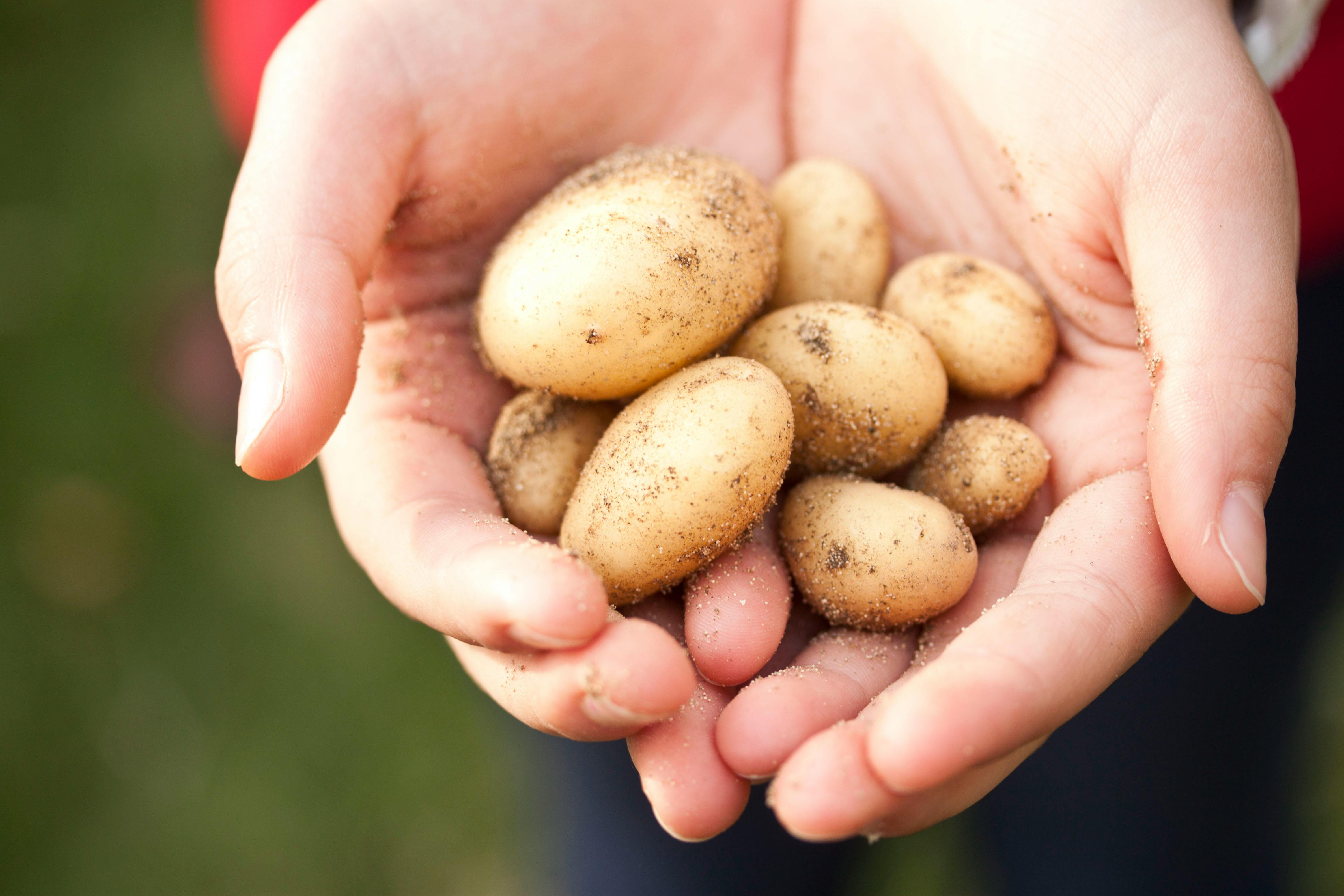 Pomme de terre